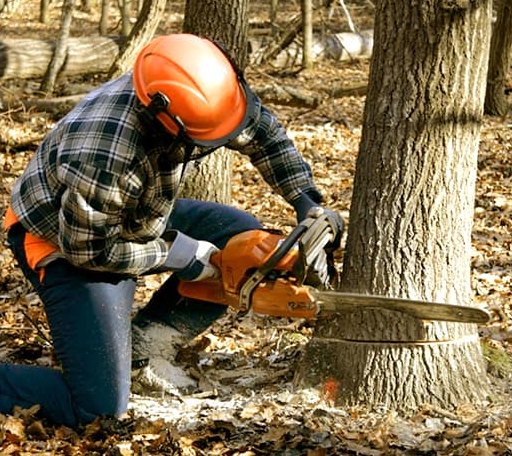 Tree Removal in Angie, LA